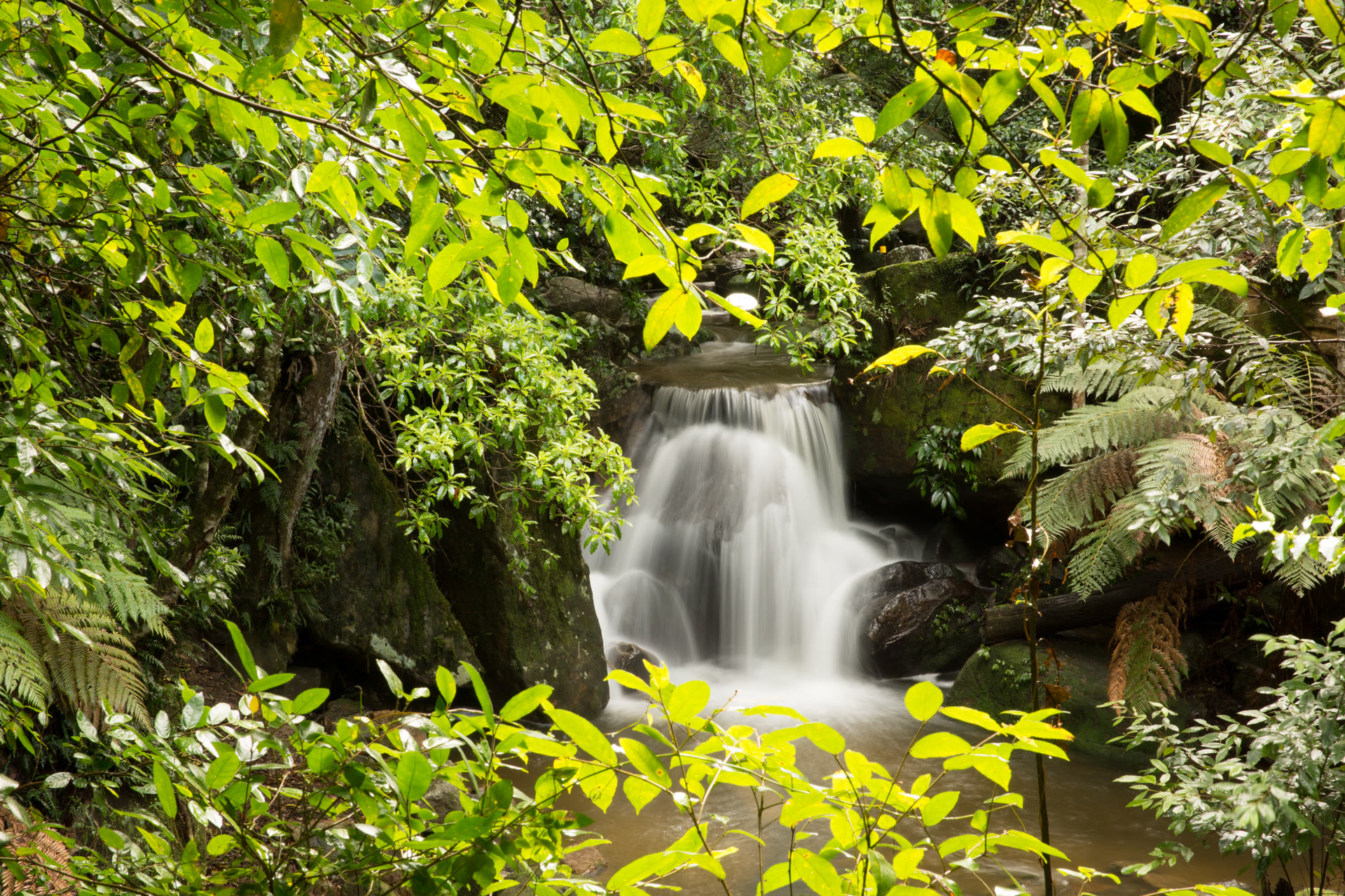 NSW waterfall and rainforest near Cedarvale Kangaroo Valley
