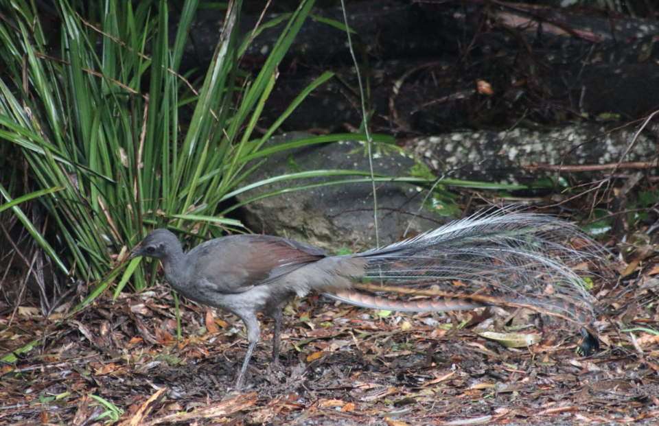 A lyrebird in the Cedarvale grounds