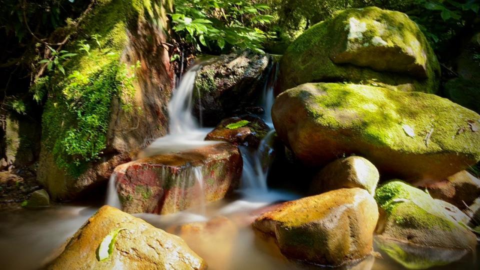 Rainforest at Cedarvale