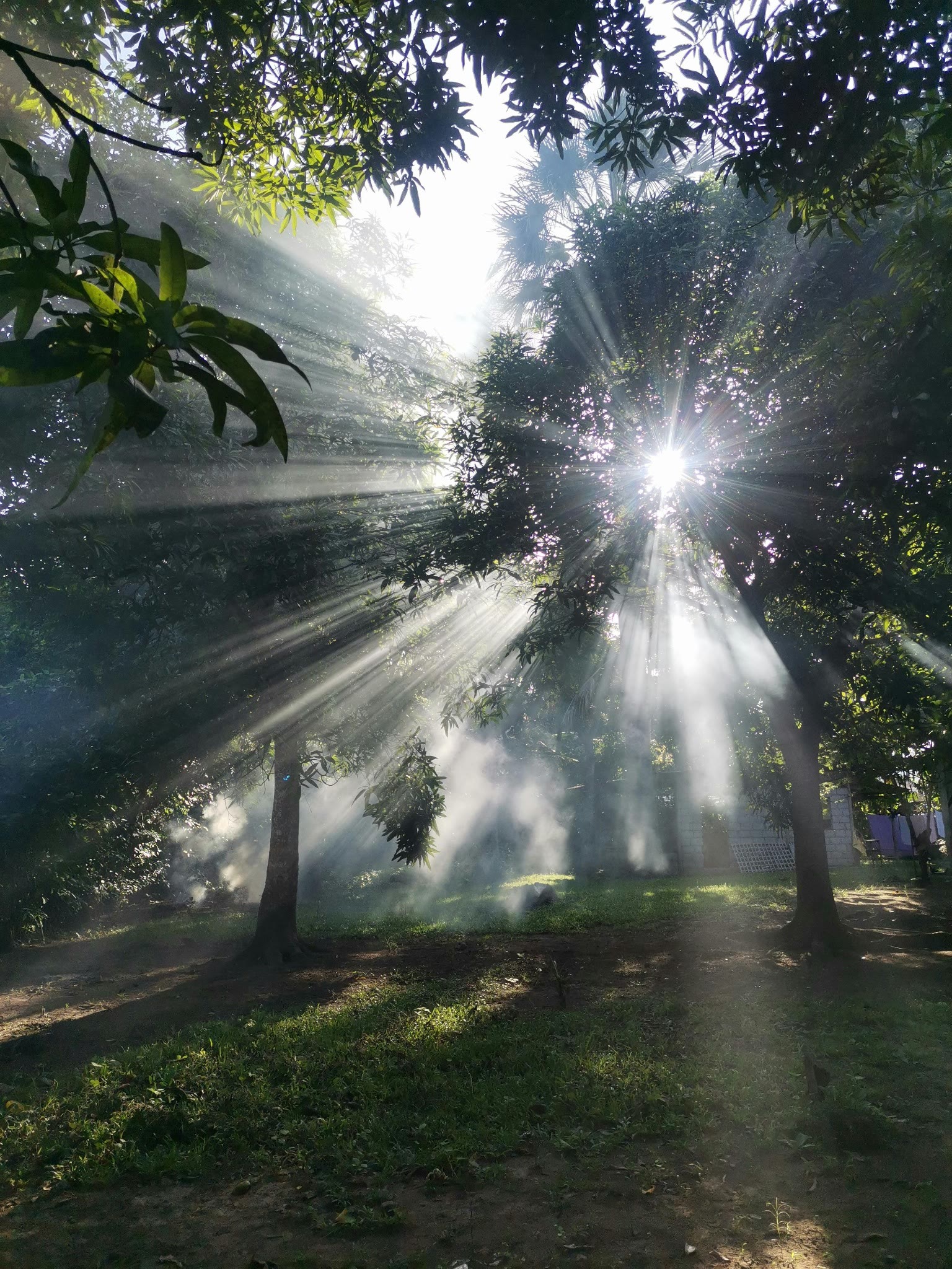 Sunrays through the rainforest at Cedarvale NSW